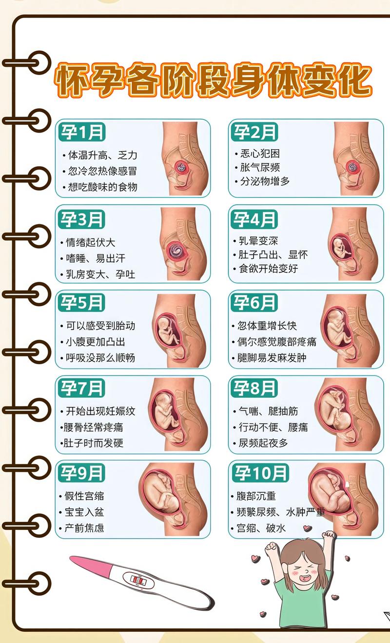 揭秘供卵代孕妈妈怀孕小腹分两节，孕期变化的奥秘南岸代生机构:
